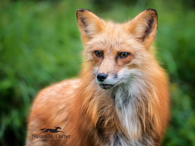 Red Fox